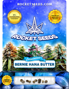 Bernie Hana Butter Strain Feminized Marijuana Seeds