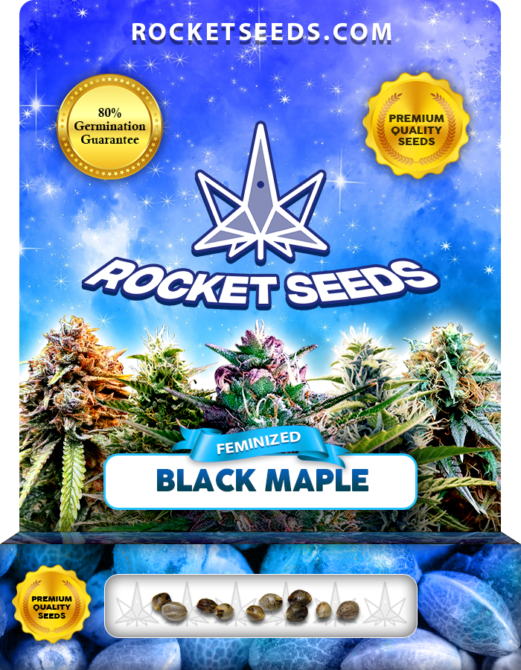 Black Maple Strain Feminized