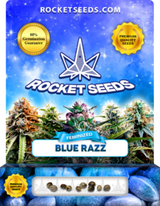 Blue Razz Strain Feminized Marijuana Seeds