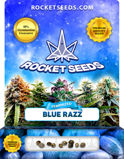 Blue Razz Strain Feminized