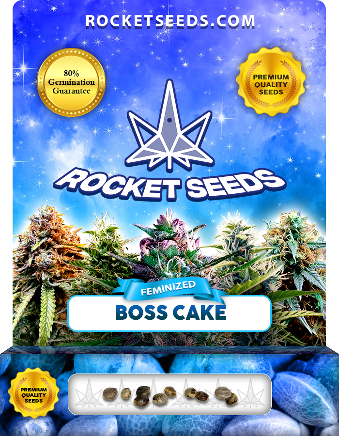 Boss Cake Strain Feminized Marijuana Seeds