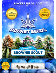 Brownie Scout Strain Feminized Marijuana Seeds