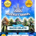 Bacio Gelato Strain Feminized