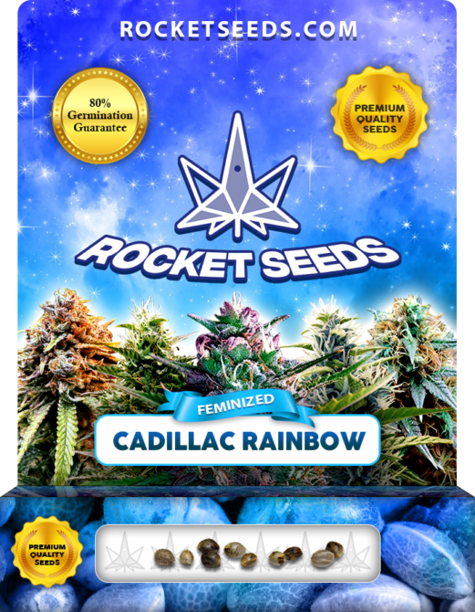 Cadillac Rainbow Strain Feminized