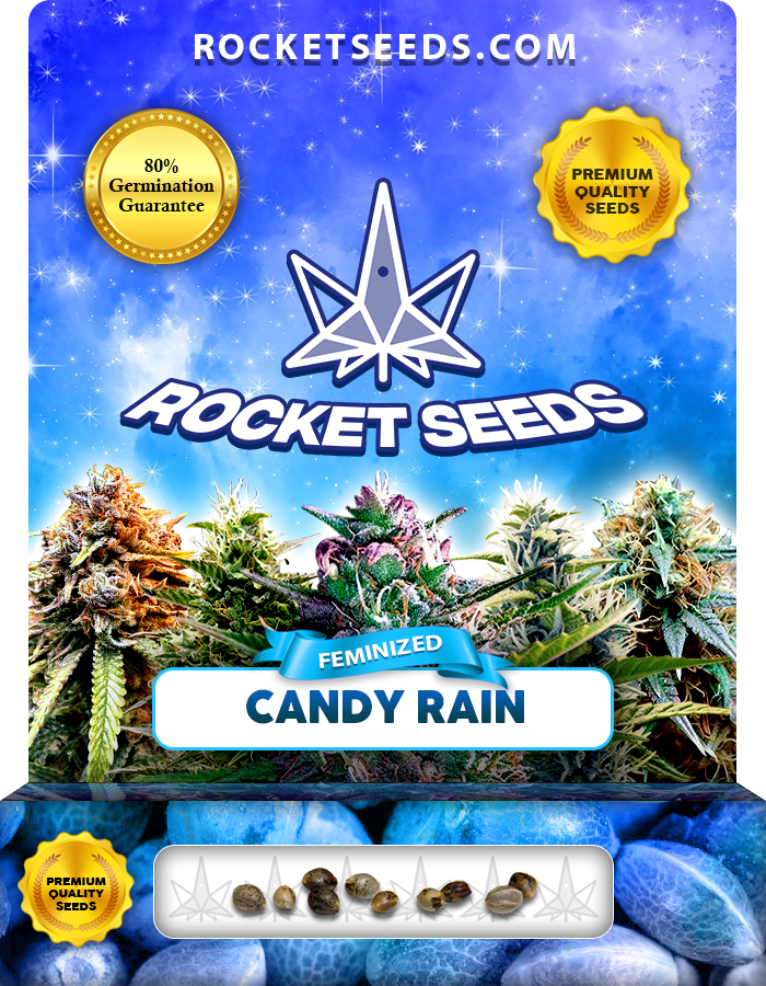 Candy Rain Strain Feminized Marijuana Seeds - Rocket Seeds