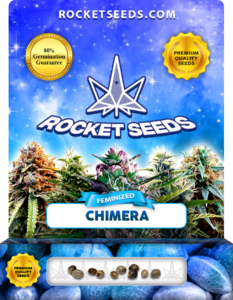 Chimera Strain Feminized Marijuana Seeds