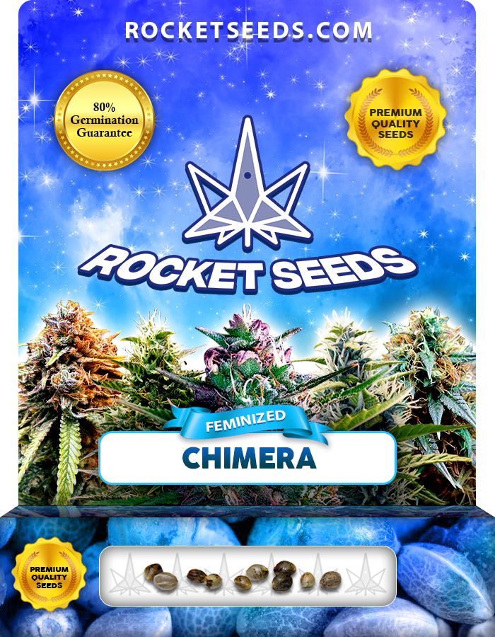 Chimera Strain Feminized Marijuana Seeds - Rocket Seeds