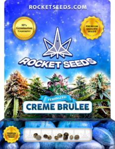 Creme Brulee Strain Feminized Marijuana Seeds