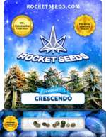 Crescendo Strain Feminized Marijuana Seeds