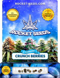 Crunch Berries Strain Feminized Marijuana Seeds