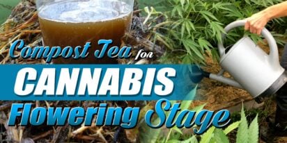 Compost Tea for Cannabis Flowering Stage