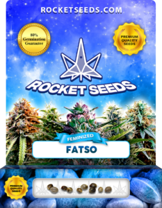 Fatso Strain Feminized Marijuana Seeds