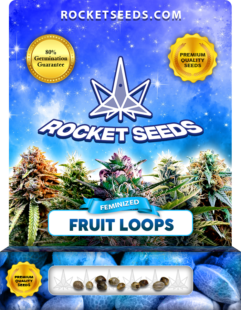 Fruit Loops Strain Feminized Marijuana Seeds - Rocket Seeds
