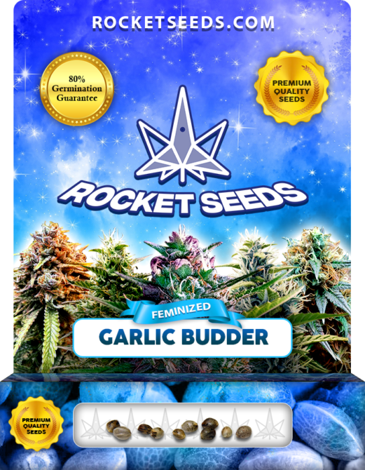 Garlic Budder Strain Feminized