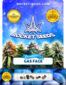 Gas Face Strain Feminized Marijuana Seeds