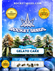 Gelato Cake Strain Feminized Marijuana Seeds
