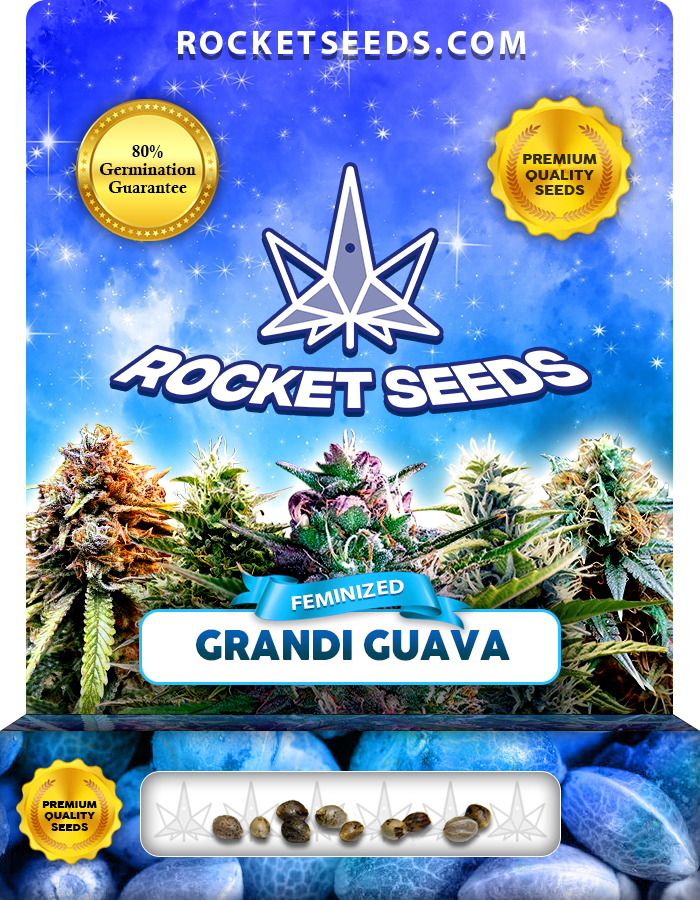 Grandi Guava Strain Feminized Marijuana Seeds