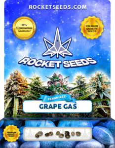 Grape Gas Strain Feminized Marijuana Seeds
