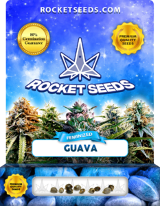 Guava Strain Feminized Marijuana Seeds