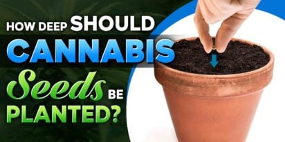 How Deep Should Cannabis Seeds Be Planted?