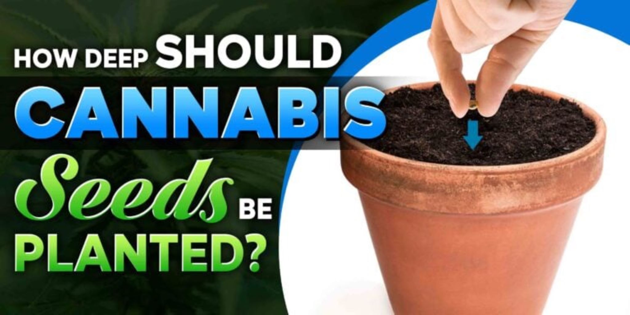 How Deep Should Cannabis Seeds Be Planted?