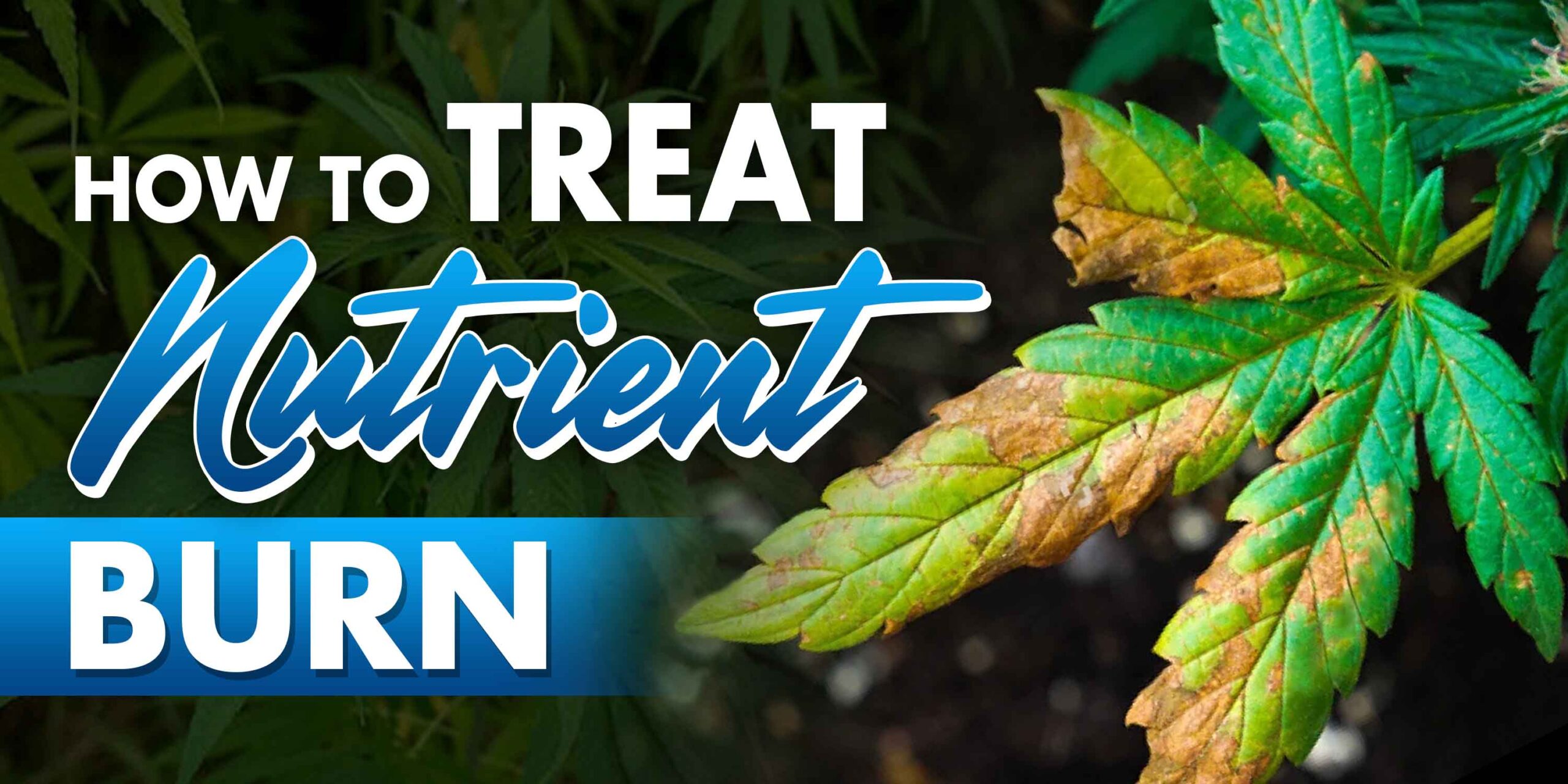 How to Treat Nutrient Burn