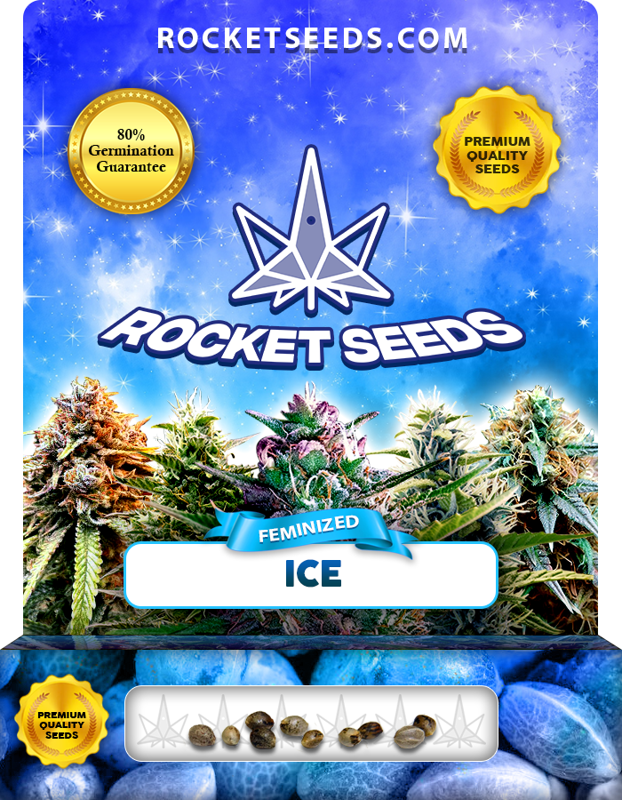 Ice Strain Feminized Marijuana Seeds