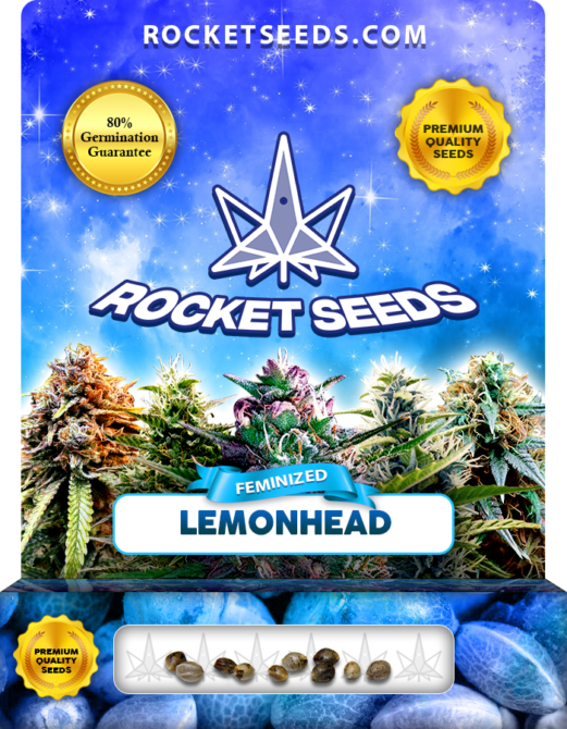 Lemonhead Strain Feminized