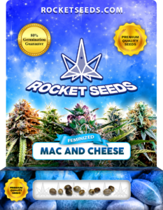 Mac and Cheese Strain Feminized Marijuana Seeds