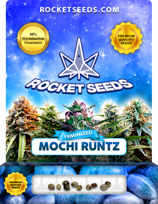 Mochi Runtz Strain Feminized