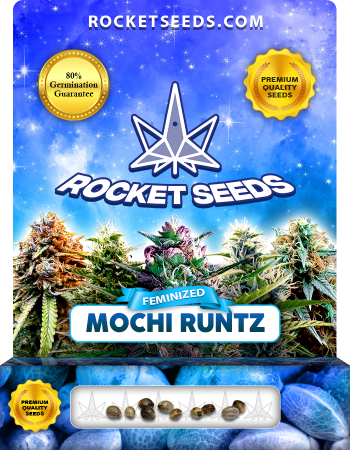 Mochi Runtz Strain Feminized Marijuana Seeds