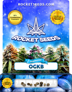 OGKB Strain Feminized Marijuana Seeds