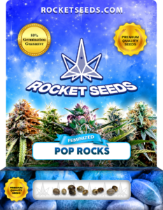 Pop Rocks Strain Feminized Marijuana Seeds