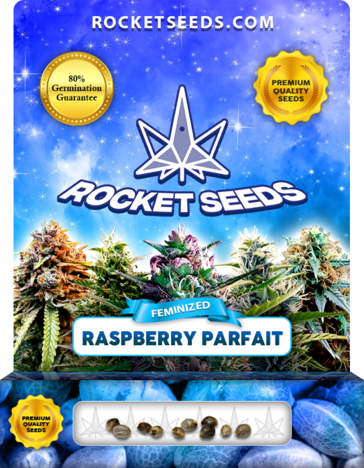 Raspberry Parfait Strain Feminized