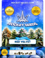 Red Velvet Strain Feminized Marijuana Seeds