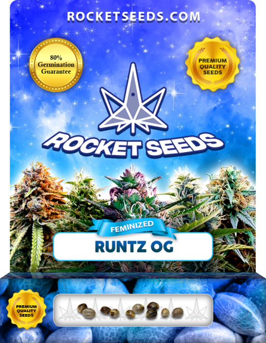 Runtz OG Strain Feminized Marijuana Seeds - Rocket Seeds