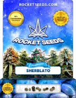 Sherblato Strain Feminized Marijuana Seeds