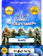 Slapz Strain Feminized Marijuana Seeds