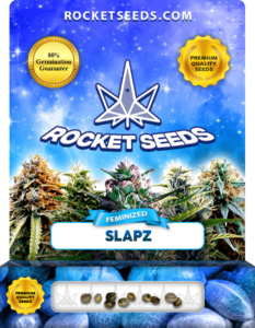 Slapz Strain Feminized Marijuana Seeds