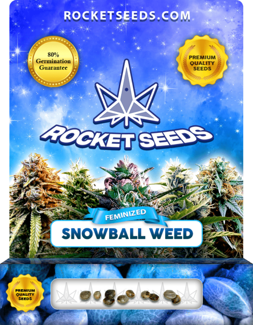 Snowball Weed Strain Feminized