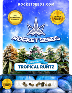 Tropical Runtz Strain Feminized Marijuana Seeds