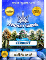 Zerbert Strain Feminized Marijuana Seeds