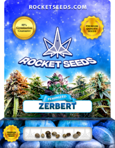 Zerbert Strain Feminized Marijuana Seeds