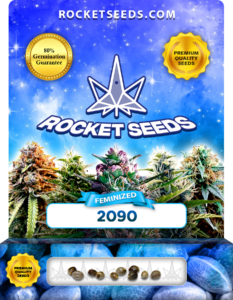 2090 Strain Feminized Marijuana Seeds