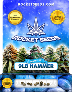 9lb Hammer Strain Feminized Marijuana Seeds