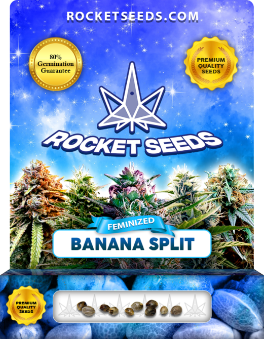 Banana Split Strain Feminized Marijuana Seeds