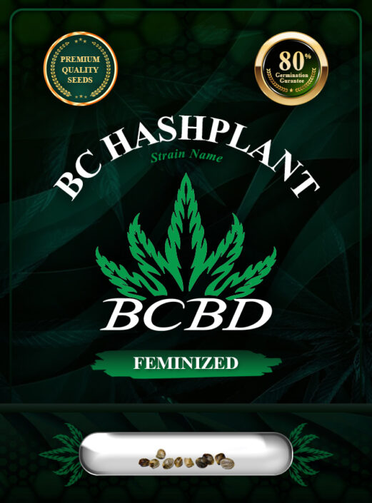 BC Hashplant Strain Feminized