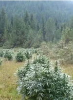 BC Pine Warp Strain