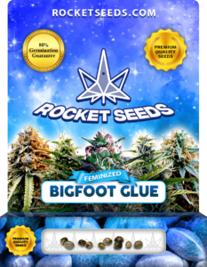 Bigfoot Glue Strain Feminized Marijuana Seeds
