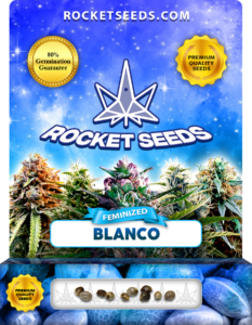 Blanco Strain Feminized Marijuana Seeds